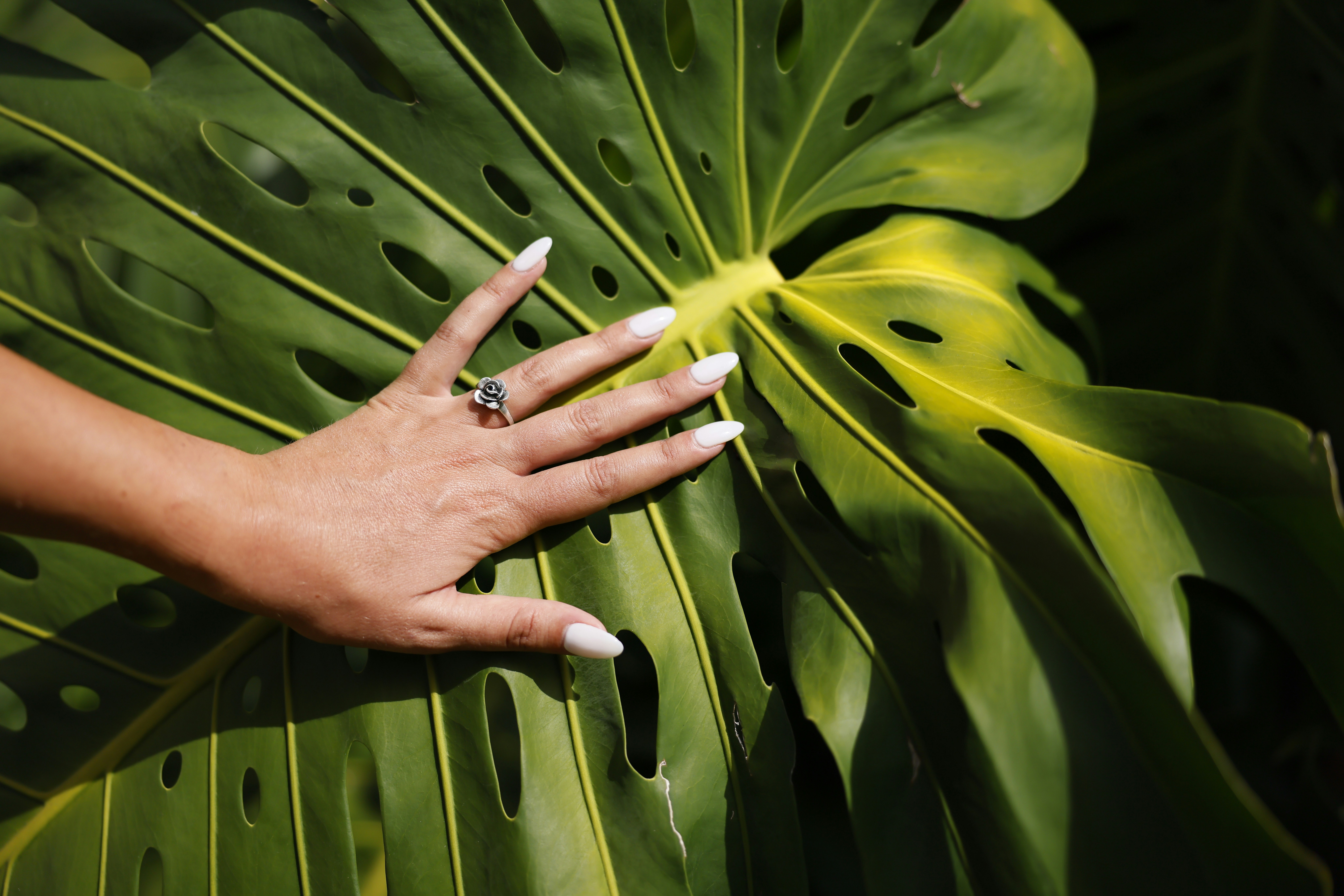 pristine manicure against monstera plant